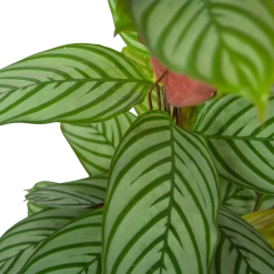 Calathea Oppenheimiana - Schaduwplant - P27 H130 - Kamerplant -Tuin & Buiten Korting Winkel calathea oppenheimiana schaduwplant p27 h130 6