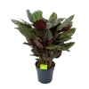 Calathea Ornata - Livingplant - P27 H80 - Kamerplant