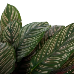 Calathea Ornata - Livingplant - P27 H80 - Kamerplant -Tuin & Buiten Korting Winkel calathea ornata livingplant p27 h80 6 3