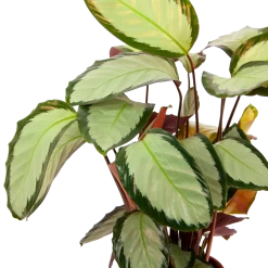 Calathea Picturata - Livingplant - P17 H65 - Kamerplant 8 Calathea Picturata - Livingplant - P17 H65 - Kamerplant -Tuin & Buiten Korting Winkel calathea picturata livingplant p17 h65 6