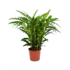 Calathea Rufibarba Bluegrass - Pauwenplant - P17 H65 - Kamerplant
