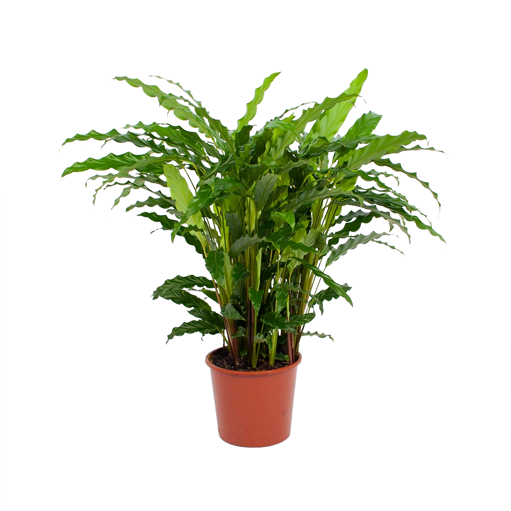 Calathea Rufibarba Bluegrass - Pauwenplant - P17 H65 - Kamerplant 3 Calathea Rufibarba Bluegrass - Pauwenplant - P17 H65 - Kamerplant
