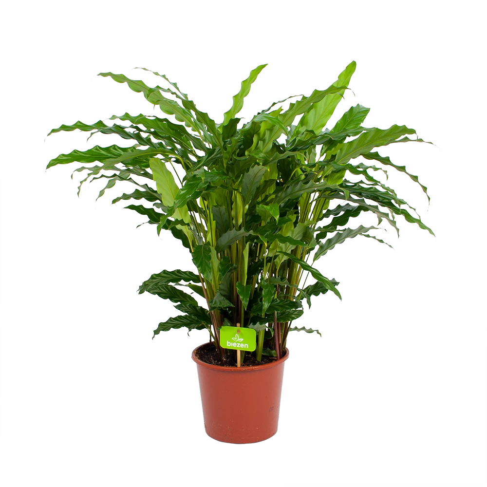 Calathea Rufibarba Bluegrass - Pauwenplant - P17 H65 - Kamerplant 4 Calathea Rufibarba Bluegrass - Pauwenplant - P17 H65 - Kamerplant - Afbeelding 2
