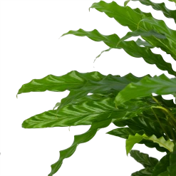 Calathea Rufibarba Bluegrass - Pauwenplant - P17 H65 - Kamerplant 9 Calathea Rufibarba Bluegrass - Pauwenplant - P17 H65 - Kamerplant -Tuin & Buiten Korting Winkel calathea rufibarba bluegrass pauwenplant p17 h65 5