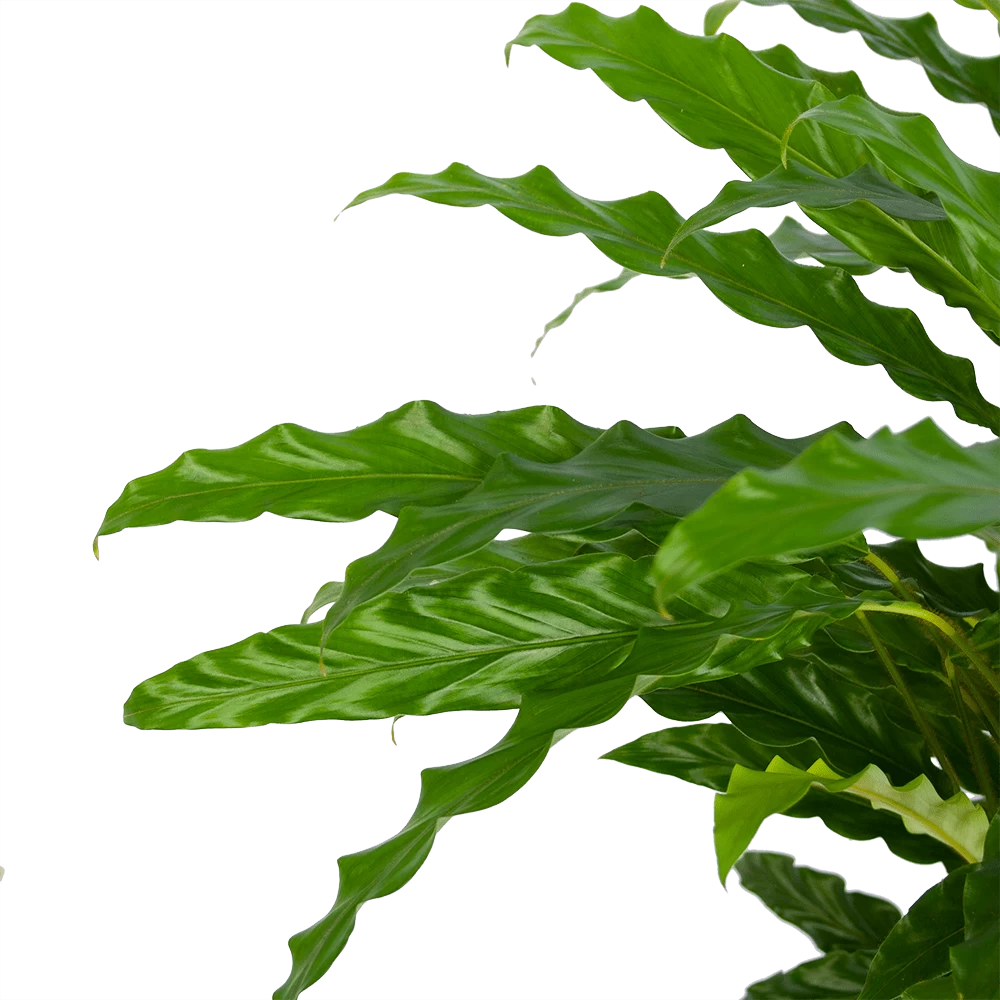 Calathea Rufibarba Bluegrass - Pauwenplant - P17 H65 - Kamerplant 5 Calathea Rufibarba Bluegrass - Pauwenplant - P17 H65 - Kamerplant - Afbeelding 3