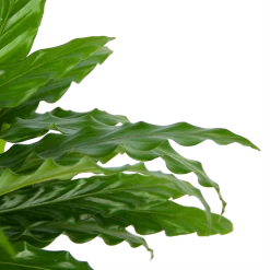 Calathea Rufibarba Bluegrass - Pauwenplant - P17 H65 - Kamerplant 10 Calathea Rufibarba Bluegrass - Pauwenplant - P17 H65 - Kamerplant -Tuin & Buiten Korting Winkel calathea rufibarba bluegrass pauwenplant p17 h65 6