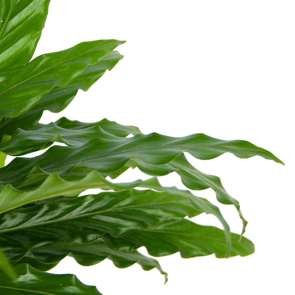 Calathea Rufibarba Bluegrass - Pauwenplant - P17 H65 - Kamerplant 6 Calathea Rufibarba Bluegrass - Pauwenplant - P17 H65 - Kamerplant - Afbeelding 4