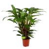 Calathea Rufibarba Bluegrass - Schaduwplant - P21 H85 - Kamerplant -Tuin & Buiten Korting Winkel calathea rufibarba bluegrass schaduwplant p21 h85 4