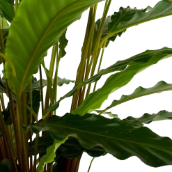 Calathea Rufibarba Bluegrass - Schaduwplant - P21 H85 - Kamerplant -Tuin & Buiten Korting Winkel calathea rufibarba bluegrass schaduwplant p21 h85 6