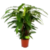 Calathea Rufibarba Bluegrass - Pauwenplant - P21 H105 - Kamerplant