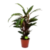 Calathea Rufibarba Wavestar - Pauwenplant - P19 H75 - Kamerplant 1 Calathea Rufibarba Wavestar - Pauwenplant - P19 H75 - Kamerplant -Tuin & Buiten Korting Winkel calathea rufibarba wavestar pauwenplant p19 h75 4