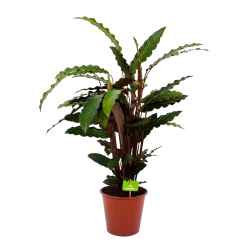 Calathea Rufibarba Wavestar - Pauwenplant - P19 H75 - Kamerplant