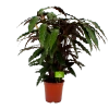 Calathea Rufibarba Wavestar - Pauwenplant - P21 H85 - Kamerplant -Tuin & Buiten Korting Winkel calathea rufibarba wavestar pauwenplant p21 h105 4