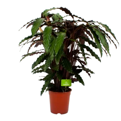 Calathea Rufibarba Wavestar - Pauwenplant - P21 H85 - Kamerplant