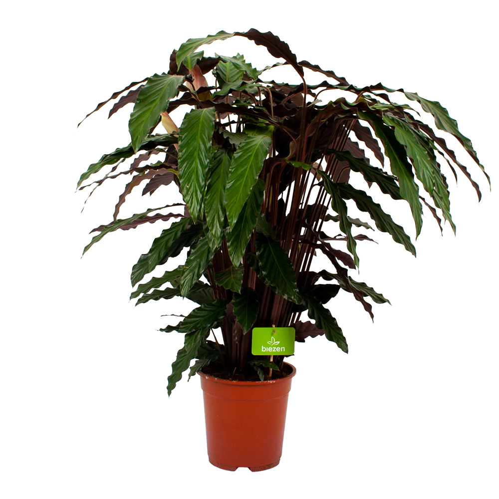 Calathea Rufibarba Wavestar - Pauwenplant - P21 H85 - Kamerplant 3 Calathea Rufibarba Wavestar - Pauwenplant - P21 H85 - Kamerplant