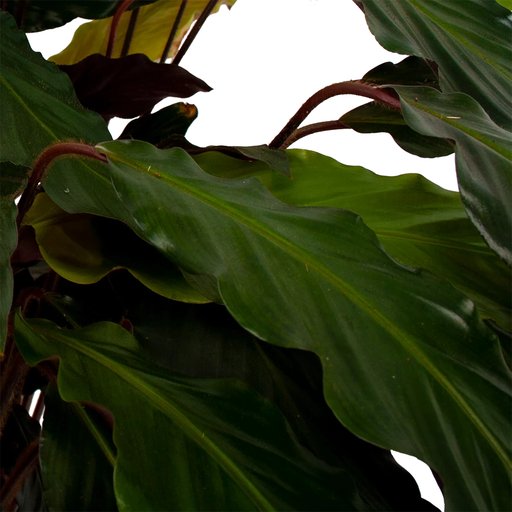 Calathea Rufibarba Wavestar - Pauwenplant - P21 H85 - Kamerplant 4 Calathea Rufibarba Wavestar - Pauwenplant - P21 H85 - Kamerplant - Afbeelding 2