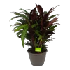 Calathea Rufibarba Wavestar - Pauwenplant - P32 H80 - Kamerplant -Tuin & Buiten Korting Winkel calathea rufibarba wavestar pauwenplant p32 h80 1
