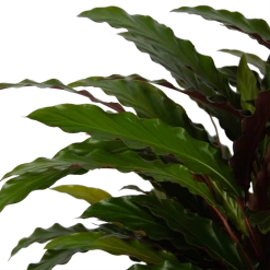 Calathea Rufibarba Wavestar - Pauwenplant - P32 H80 - Kamerplant -Tuin & Buiten Korting Winkel calathea rufibarba wavestar pauwenplant p32 h80 5