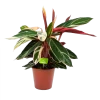 Calathea Stromante Triostar - Schaduwplant - P19 H60 - Kamerplant -Tuin & Buiten Korting Winkel calathea stromante triostar schaduwplant p19 h60 1 3