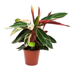 Calathea Stromante Triostar - Schaduwplant - P19 H60 - Kamerplant