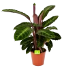 Calathea Warcewiczii - Livingplant - P19 H75 - Kamerplant
