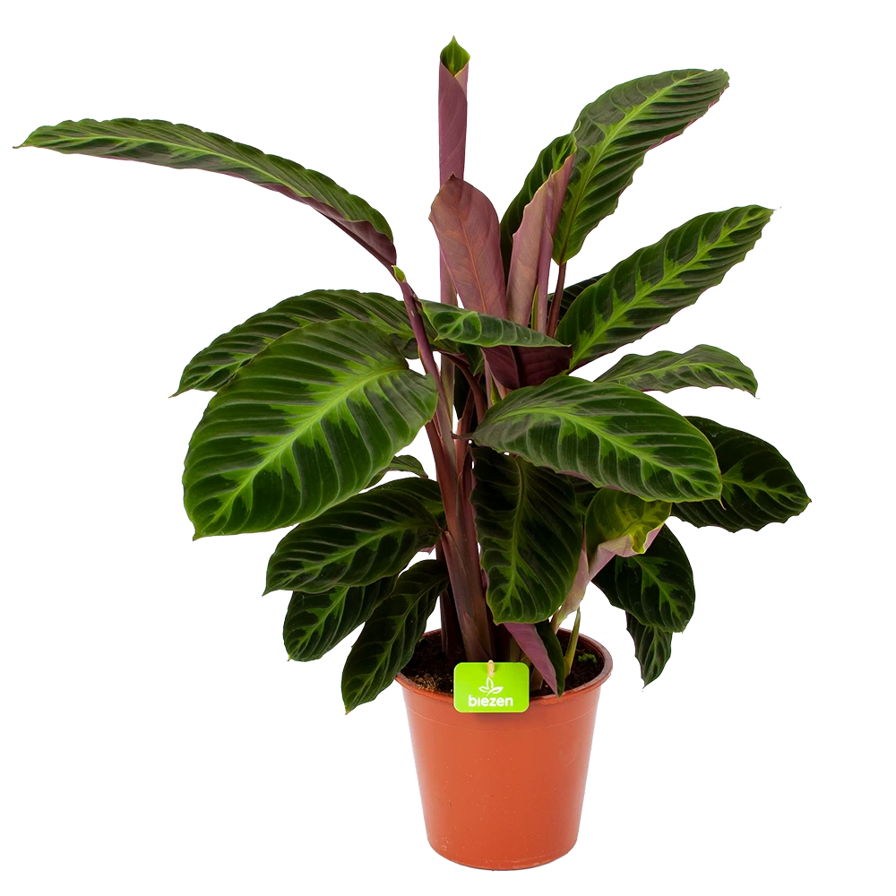 Calathea Warcewiczii - Livingplant - P19 H75 - Kamerplant 3 Calathea Warcewiczii - Livingplant - P19 H75 - Kamerplant