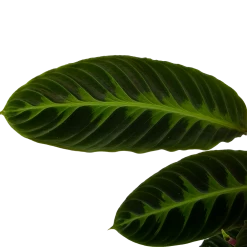 Calathea Warcewiczii - Livingplant - P19 H75 - Kamerplant 8 Calathea Warcewiczii - Livingplant - P19 H75 - Kamerplant -Tuin & Buiten Korting Winkel calathea warcewiczii livingplant p19 h75 6