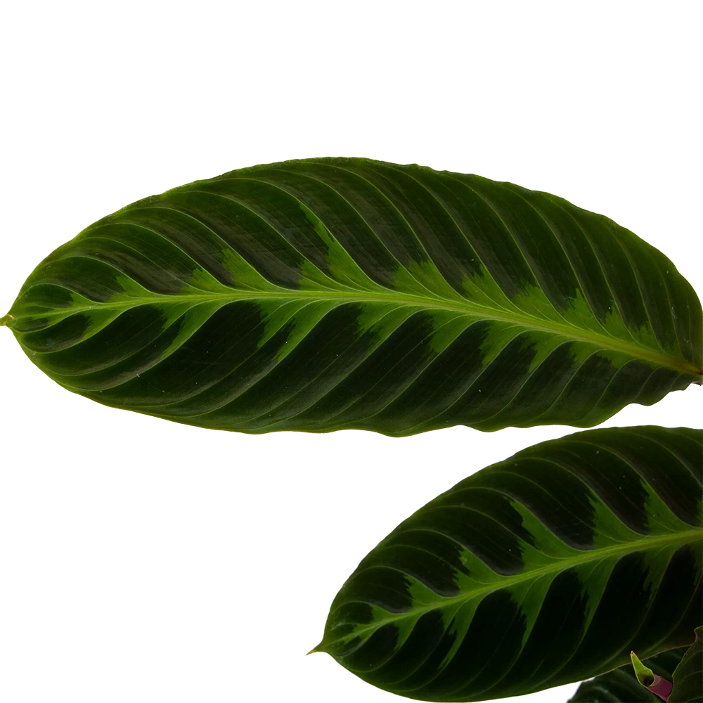 Calathea Warcewiczii - Livingplant - P19 H75 - Kamerplant 5 Calathea Warcewiczii - Livingplant - P19 H75 - Kamerplant - Afbeelding 3