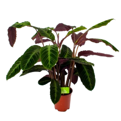 Calathea Warcewiczii - Livingplant - P21 H75 - Kamerplant