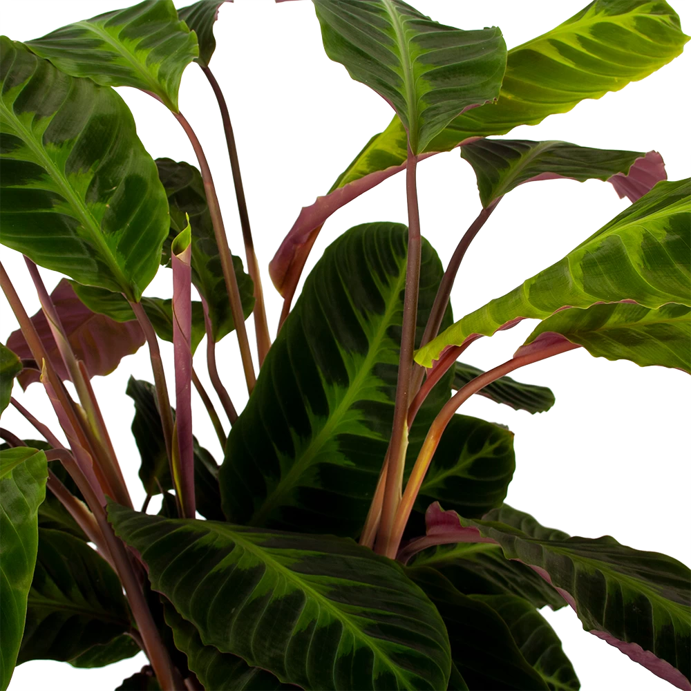 Calathea Warcewiczii - Livingplant - P21 H75 - Kamerplant 4 Calathea Warcewiczii - Livingplant - P21 H75 - Kamerplant - Afbeelding 2