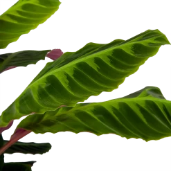 Calathea Warcewiczii - Livingplant - P21 H75 - Kamerplant 8 Calathea Warcewiczii - Livingplant - P21 H75 - Kamerplant -Tuin & Buiten Korting Winkel calathea warcewiczii livingplant p21 h75 6 1