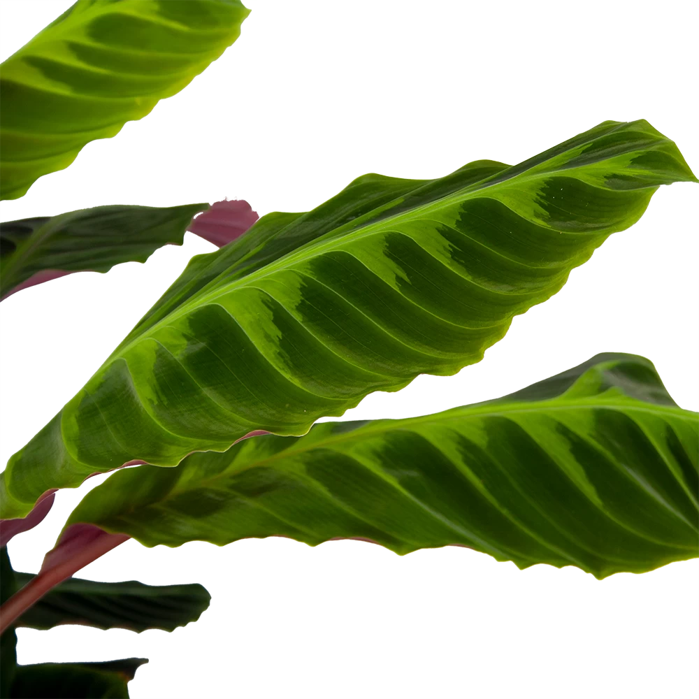 Calathea Warcewiczii - Livingplant - P21 H75 - Kamerplant 5 Calathea Warcewiczii - Livingplant - P21 H75 - Kamerplant - Afbeelding 3