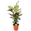 Calathea Whitestar - Schaduwplant - P19 H75 - Kamerplant -Tuin & Buiten Korting Winkel calathea whitestar schaduwplant p19 h75 1 1