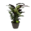 Calathea Whitestar - Schaduwplant - P32 H80 - Kamerplant -Tuin & Buiten Korting Winkel calathea whitestar schaduwplant p32 h80 1