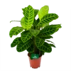 Calathea Zebrina - Livingplant - P19 H80 - Kamerplant -Tuin & Buiten Korting Winkel calathea zebrina livingplant p19 h65 1 2