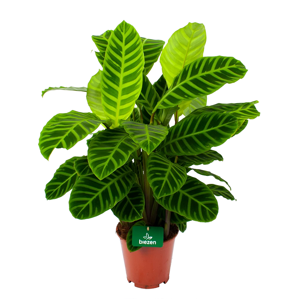 Calathea Zebrina - Livingplant - P19 H80 - Kamerplant 3 Calathea Zebrina - Livingplant - P19 H80 - Kamerplant