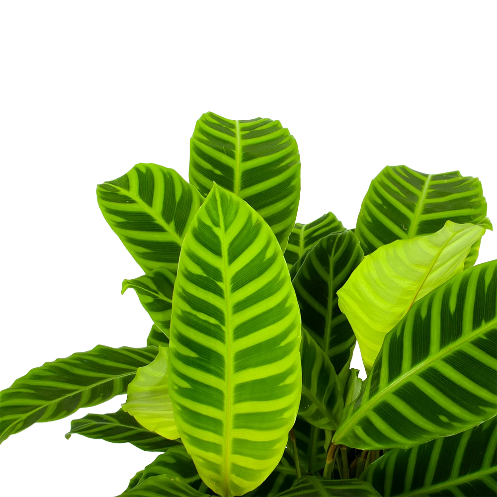 Calathea Zebrina - Livingplant - P19 H80 - Kamerplant 4 Calathea Zebrina - Livingplant - P19 H80 - Kamerplant - Afbeelding 2