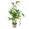 Chamaedorea Seifrizii - Bergpalm - P24 H100 - Kamerplant -Tuin & Buiten Korting Winkel chamaedorea seifrizii bergpalm p24 h100 1