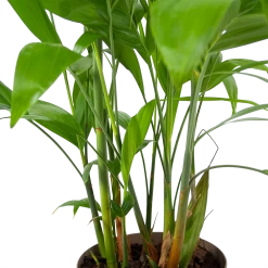 Chamaedorea Seifrizii - Bergpalm - P24 H100 - Kamerplant -Tuin & Buiten Korting Winkel chamaedorea seifrizii bergpalm p24 h100 6