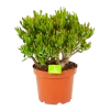 Crassula Ovata Gollum - P23 H50 - Kamerplant -Tuin & Buiten Korting Winkel crassula ovata gollum p23 h50 1 1