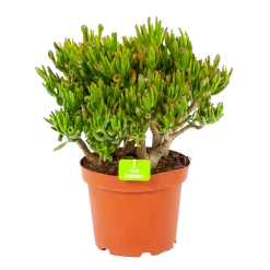Crassula Ovata Gollum - P23 H50 - Kamerplant