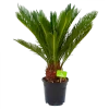 Cycas Revoluta - Vredespalm - P17 H60 - Kamerplant 1 Cycas Revoluta - Vredespalm - P17 H60 - Kamerplant -Tuin & Buiten Korting Winkel cycas revoluta vredespalm p17 h60 4
