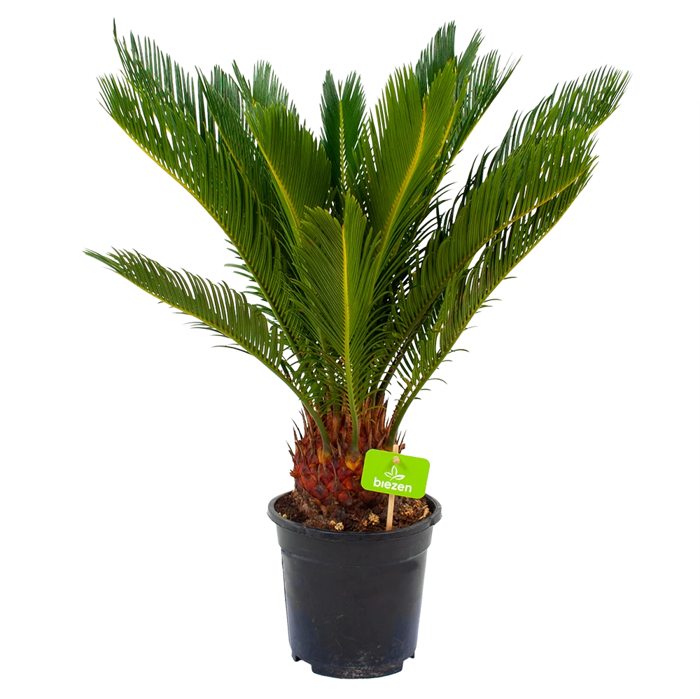 Cycas Revoluta - Vredespalm - P17 H60 - Kamerplant 3 Cycas Revoluta - Vredespalm - P17 H60 - Kamerplant