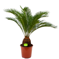 Cycas Revoluta - Vredespalm - P24 H85 - Kamerplant