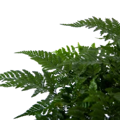 Davallia Teyermannii - In Hangpot - P17 H30 - Kamerplant -Tuin & Buiten Korting Winkel davallia teyermannii in hangpot p17 h30 6