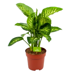 Dieffenbachia Seguine 'Reeva' - P24 H90 - Kamerplant