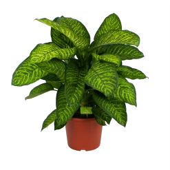 Dieffenbachia Seguine Tropic Jewel - P35 H130 - Kamerplant