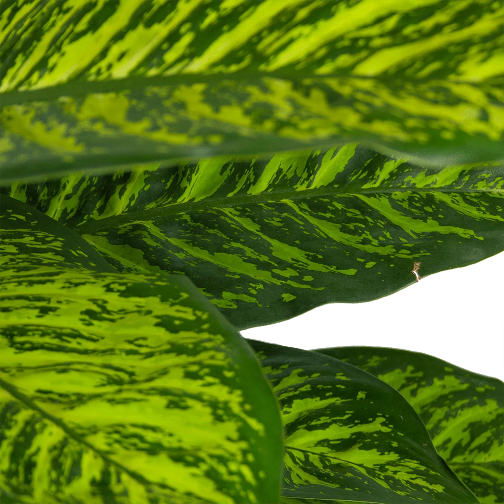 Dieffenbachia Seguine Tropic Jewel - P35 H130 - Kamerplant 4 Dieffenbachia Seguine Tropic Jewel - P35 H130 - Kamerplant - Afbeelding 2