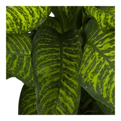 Dieffenbachia Seguine Tropic Jewel - P35 H130 - Kamerplant 8 Dieffenbachia Seguine Tropic Jewel - P35 H130 - Kamerplant -Tuin & Buiten Korting Winkel dieffenbachia seguine tropic jewel p35 h130 4