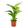Dieffenbachia Seguine Tropic Snow - P19 H70 - Kamerplant